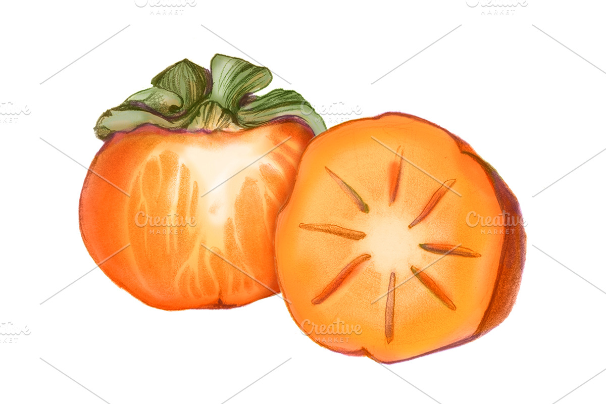 Persimmon Pencil Drawing Isolated, an Illustration by Anna Repp ...