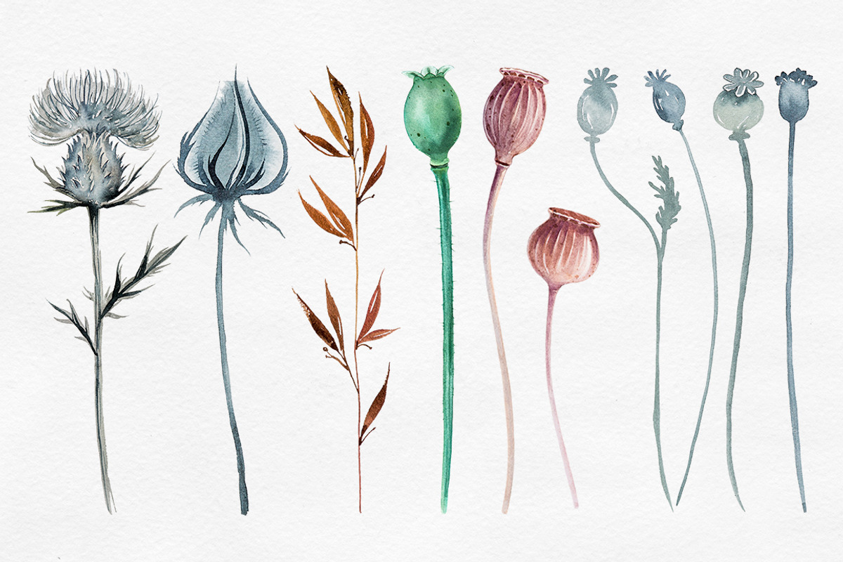 Herbarium Master Collection, a Decorative Illustration by AlexGreenArt (Photo 7 of 12)