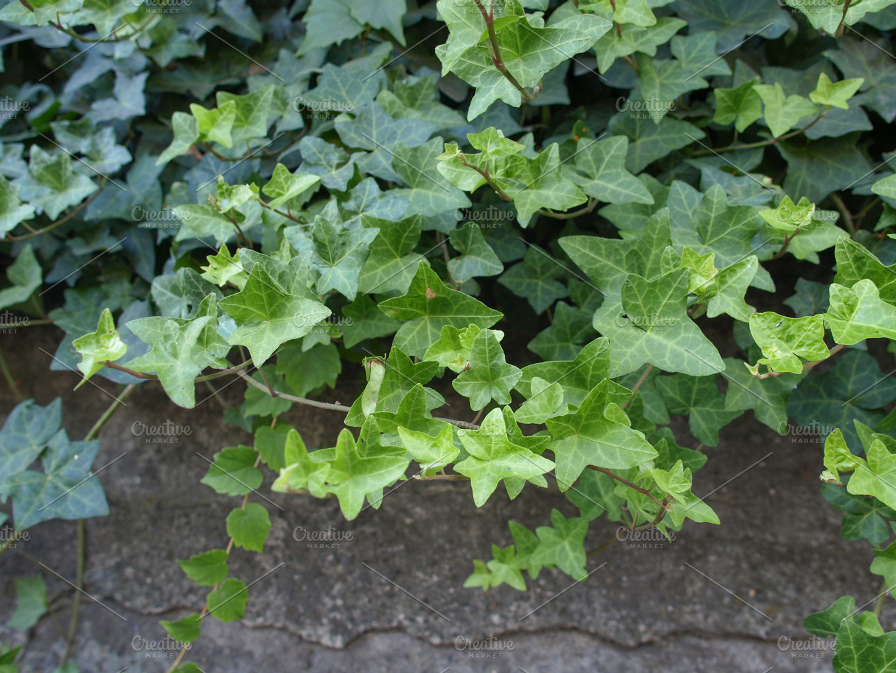 Ivy leaves containing ivy, hedera, and ivies
