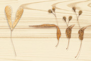 Autumn Floral Mockup Objects, an Object Graphic by uncle-rico (Thumbnail 6 of 13)