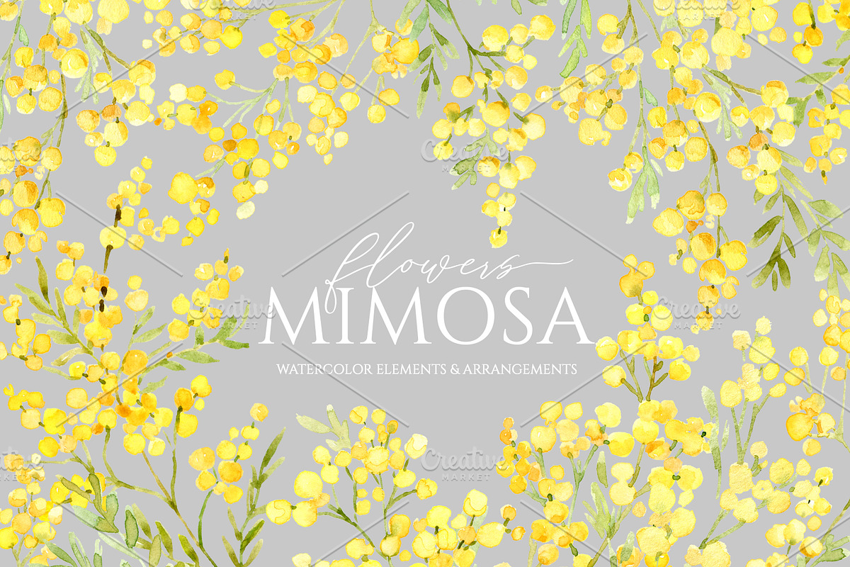 Watercolor Mimosa Branches Flowers, a Decorative Illustration by GraphicsDish (Photo 2 of 5)