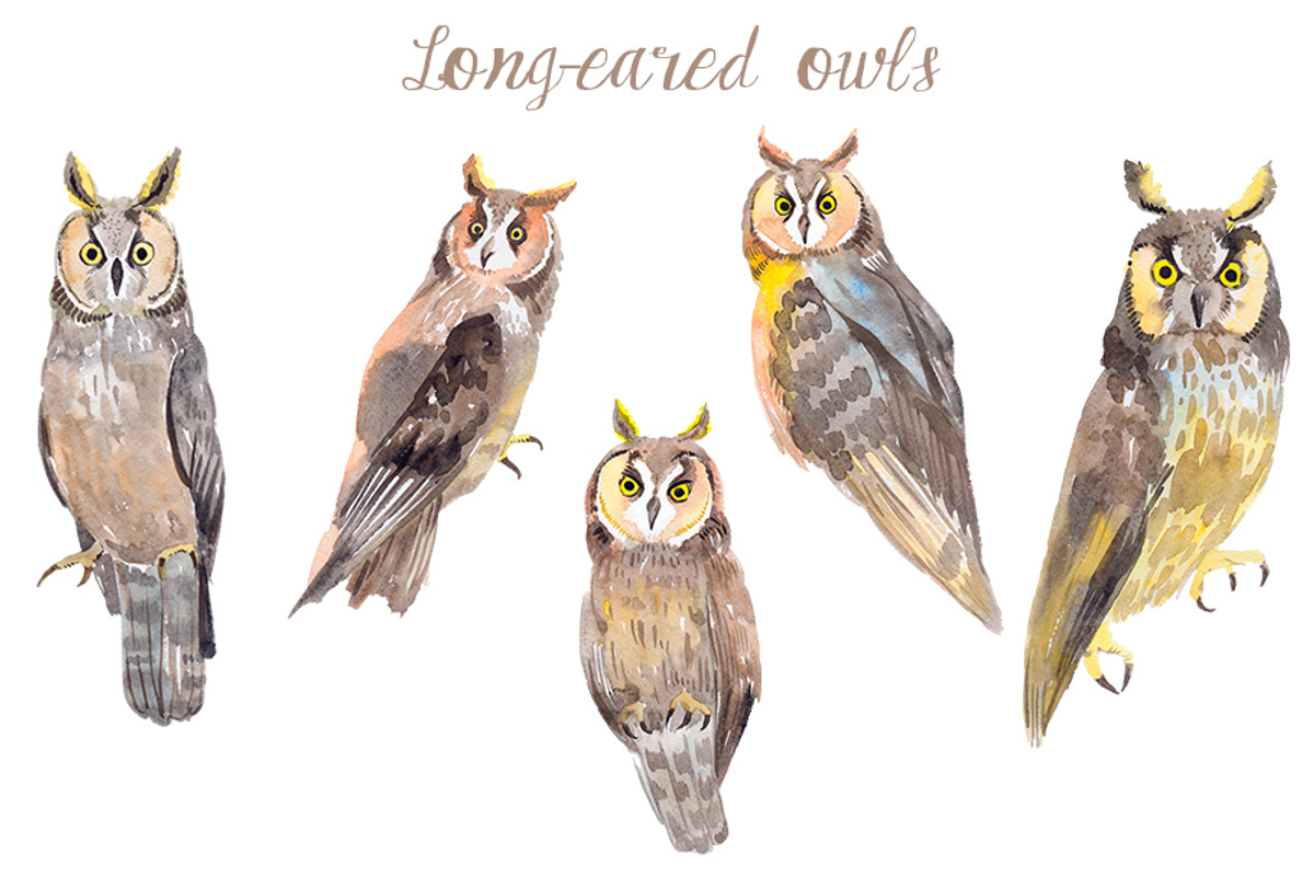 Watercolor Owls Bundle - 53 Owls, an Animal Illustration by YesFoxy (Photo 7 of 11)