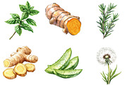 Medicinal Herbs Clipart, an Illustration by DreamArtGraphic (Thumbnail 3 of 5)
