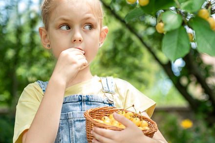 Little girl is picking cherries in the garden., a Food & Drink Photo by Olena Rudo