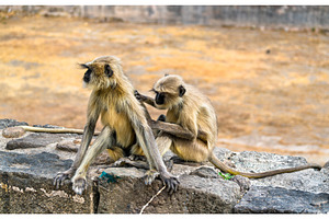 Gray langur monkeys at daulatabad fort in india stock photo containing india, an Animal Photo by Leonid Andronov