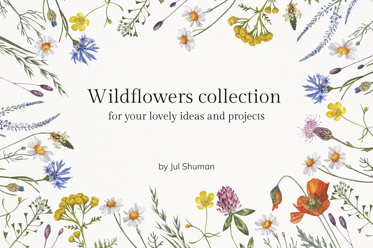 Meadow Botany. Watercolor Floral Set, a Healthcare Illustration by JulShuman (Photo 11 of 11)