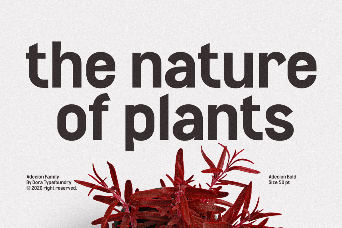 Adecion Display Font, a Serif Font by Dora Typefoundry (Photo 16 of 18)