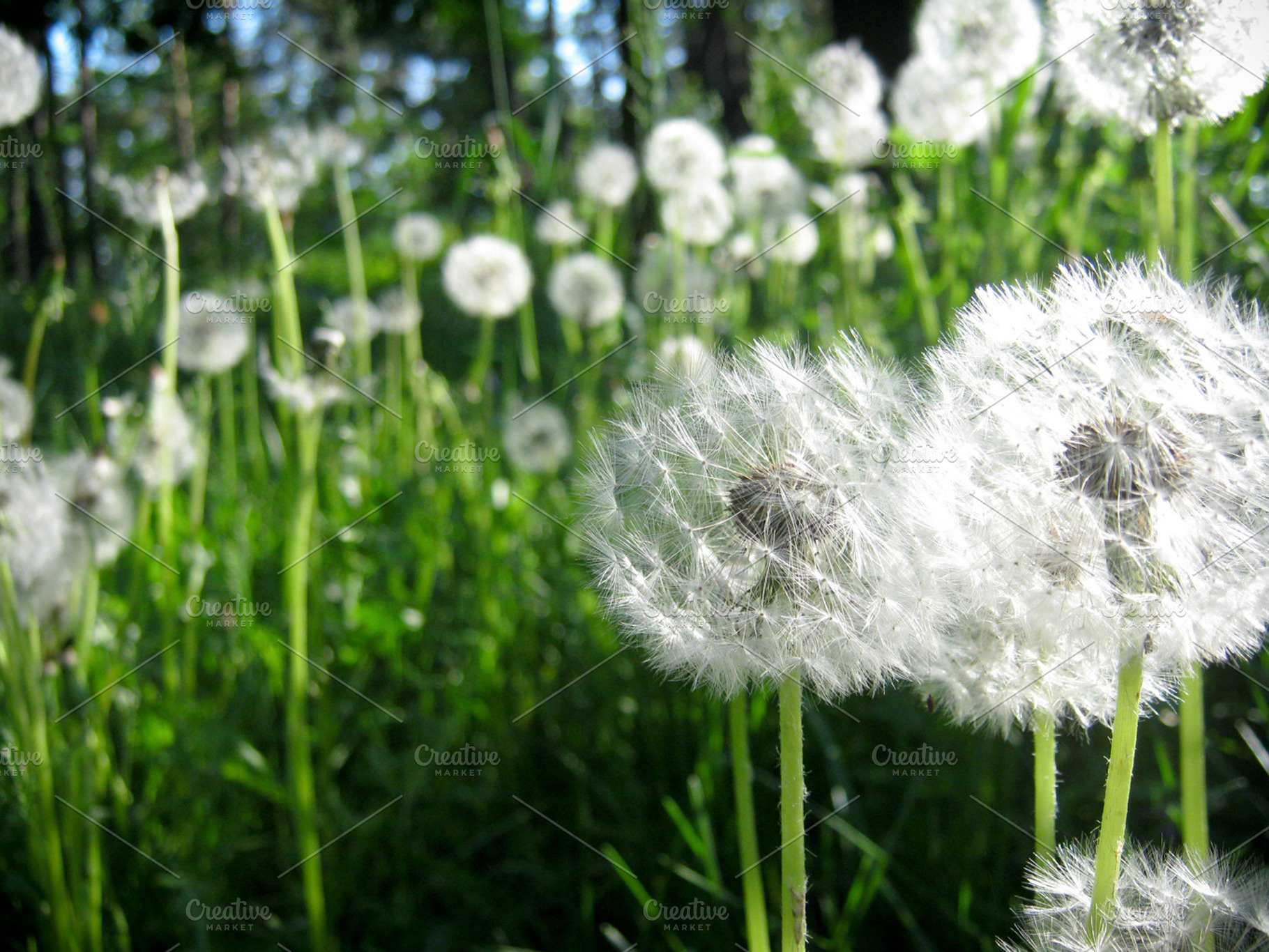 Dandelion summer featuring dandelion, flowers, and summer, a Nature Photo by LaKu