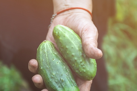 Hand of farmer hold Green cucumber on a branch in a greenhouse., an Industrial Photo by TanaCh