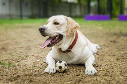 dog labrador retriever fawn color in