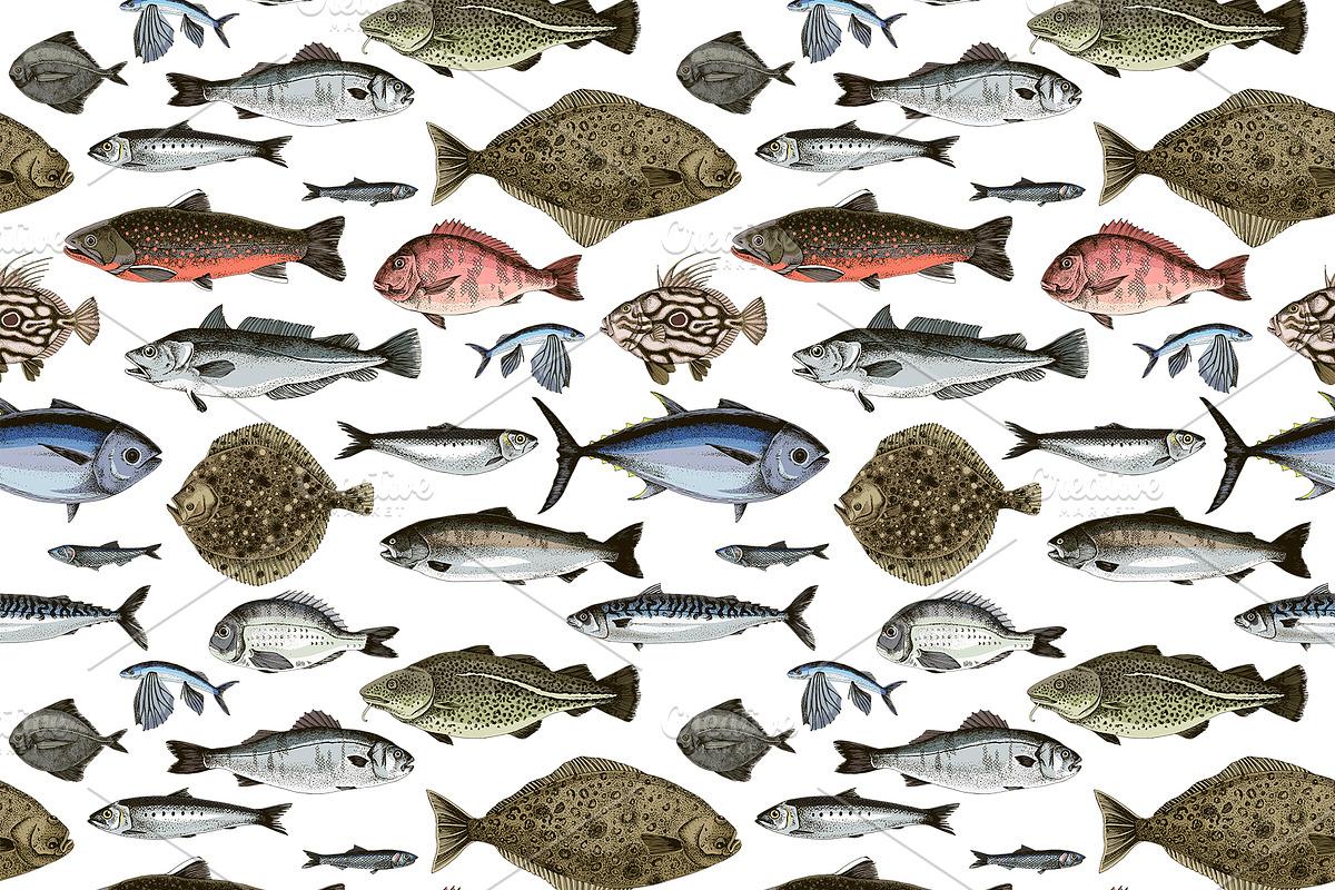 Most popular edible sea fishes, a Food Illustration by handsketched (Photo 13 of 14)
