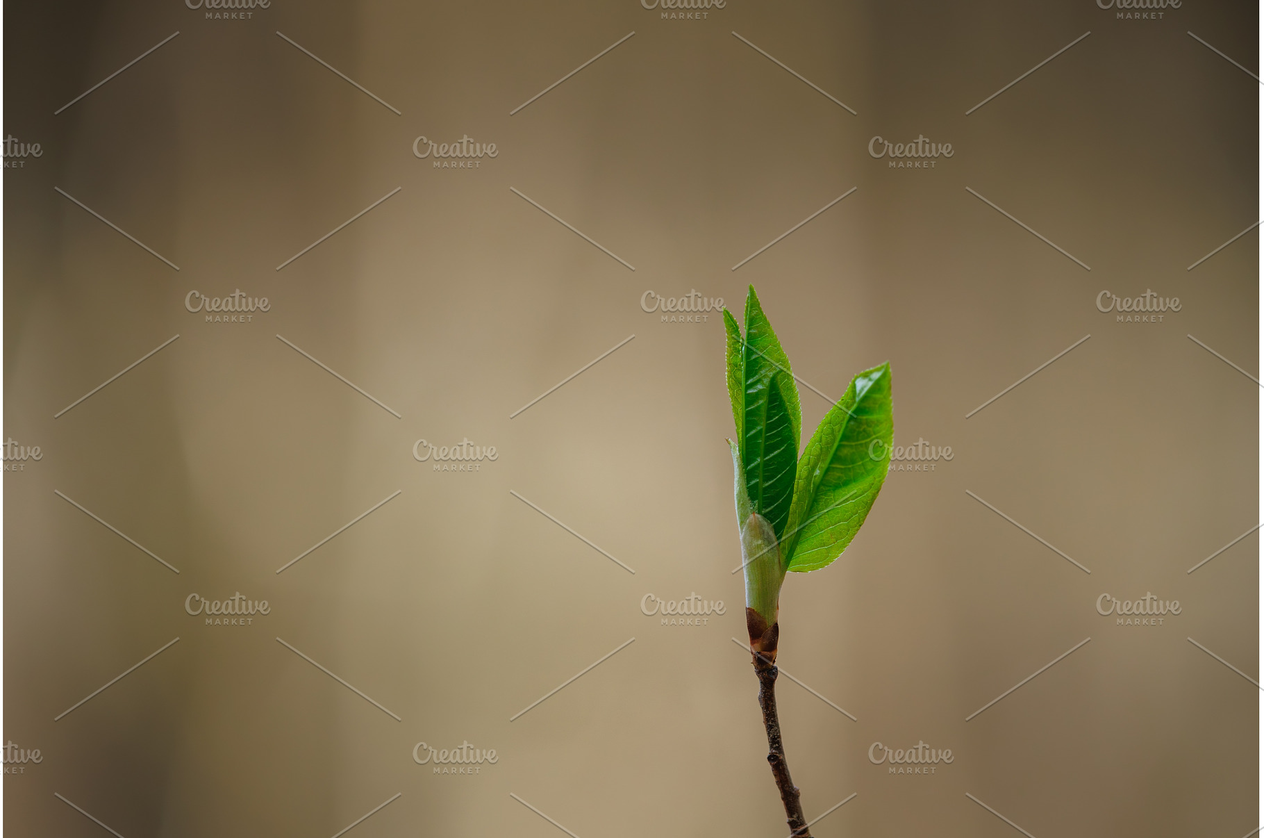 Fresh green leaves background, a Nature Photo by Lukas Jonaitis SHOP