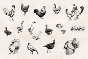 Farm Animals Engravings Set, an Object Graphic by Graphic Goods (Thumbnail 2 of 5)