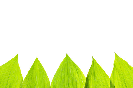 Green fresh leaf isolated background stock photo containing background and, a Nature Photo by Olha Klein