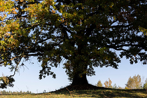 the yellowing foliage of an oak tree growing in a field, a Photo by rsoollAI