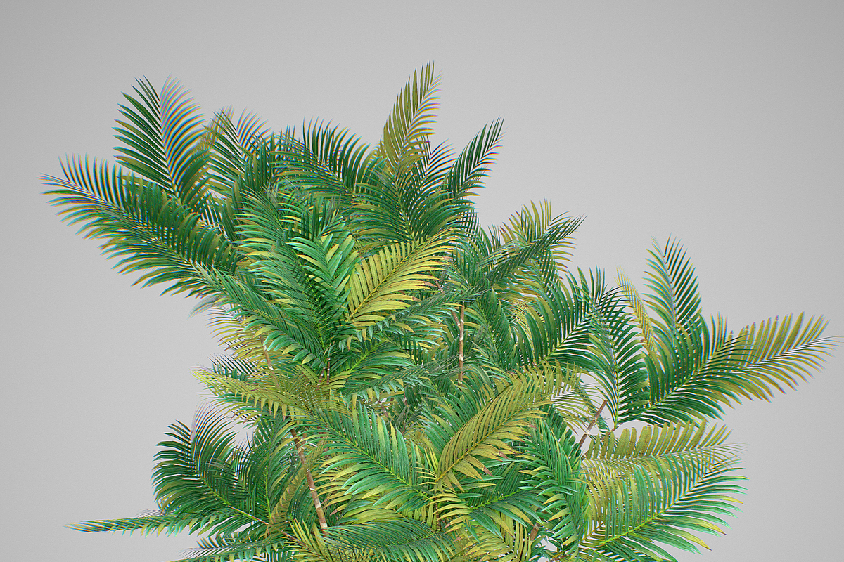 Pinanga coronata, an Environmental 3D Model by AndrewWhite (Photo 22 of 25)