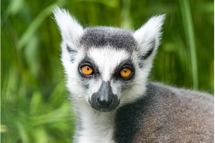 Ring Tailed Lemur Close up watches, an Animal Photo by COLORFUL