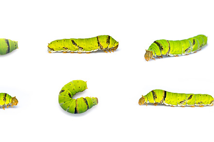 Group of lime butterfly caterpillar, an Animal Photo by yod67