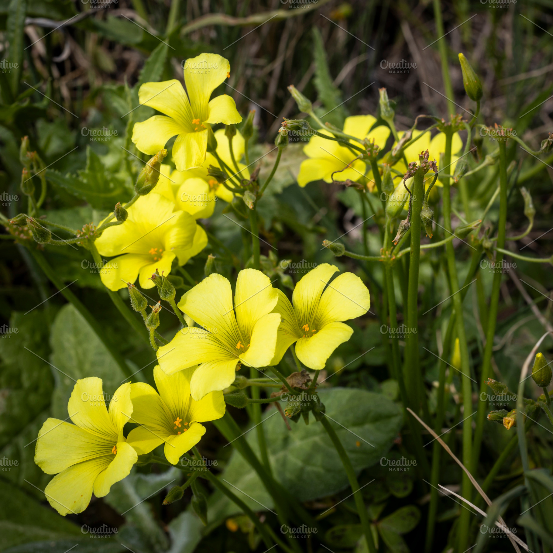 Oxalis pes-caprae,, a Nature Photo by Imaginarium