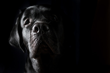 Closeup portrait of labrador dog containing black, portrait, and dog, an Animal Photo by piter.goskov
