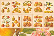 Rare! The Herefordshire Pomona, a Food Illustration by Digital Museum (Thumbnail 5 of 10)