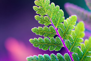 Vibrant fern leaf in green and pink hues, a Nature Photo by AlyaAnd