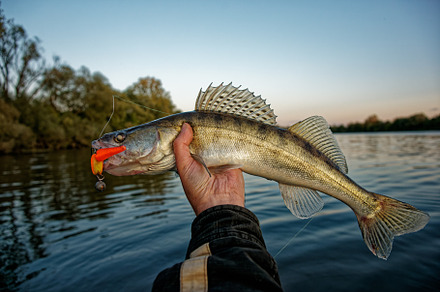 Walleye in fisherman's hand