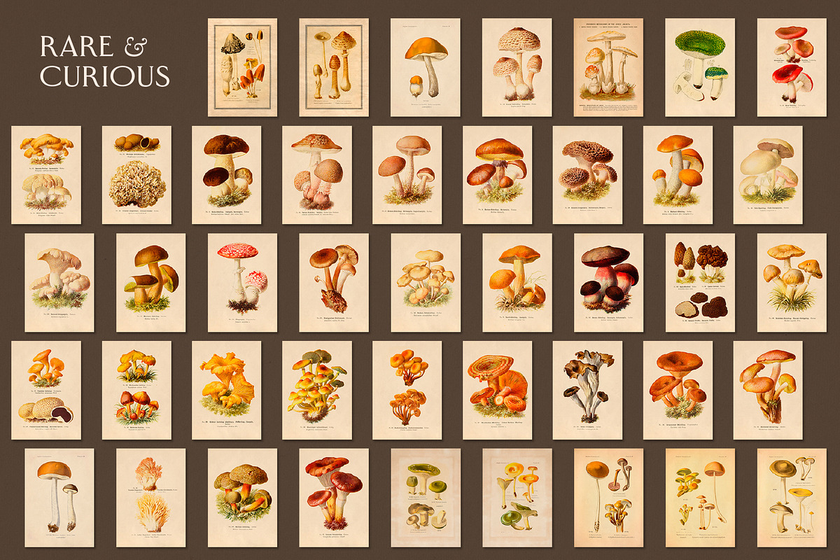 75 Vintage Mushroom Ephemera Artwork, a Decorative Illustration by The Object Atlas (Photo 4 of 7)