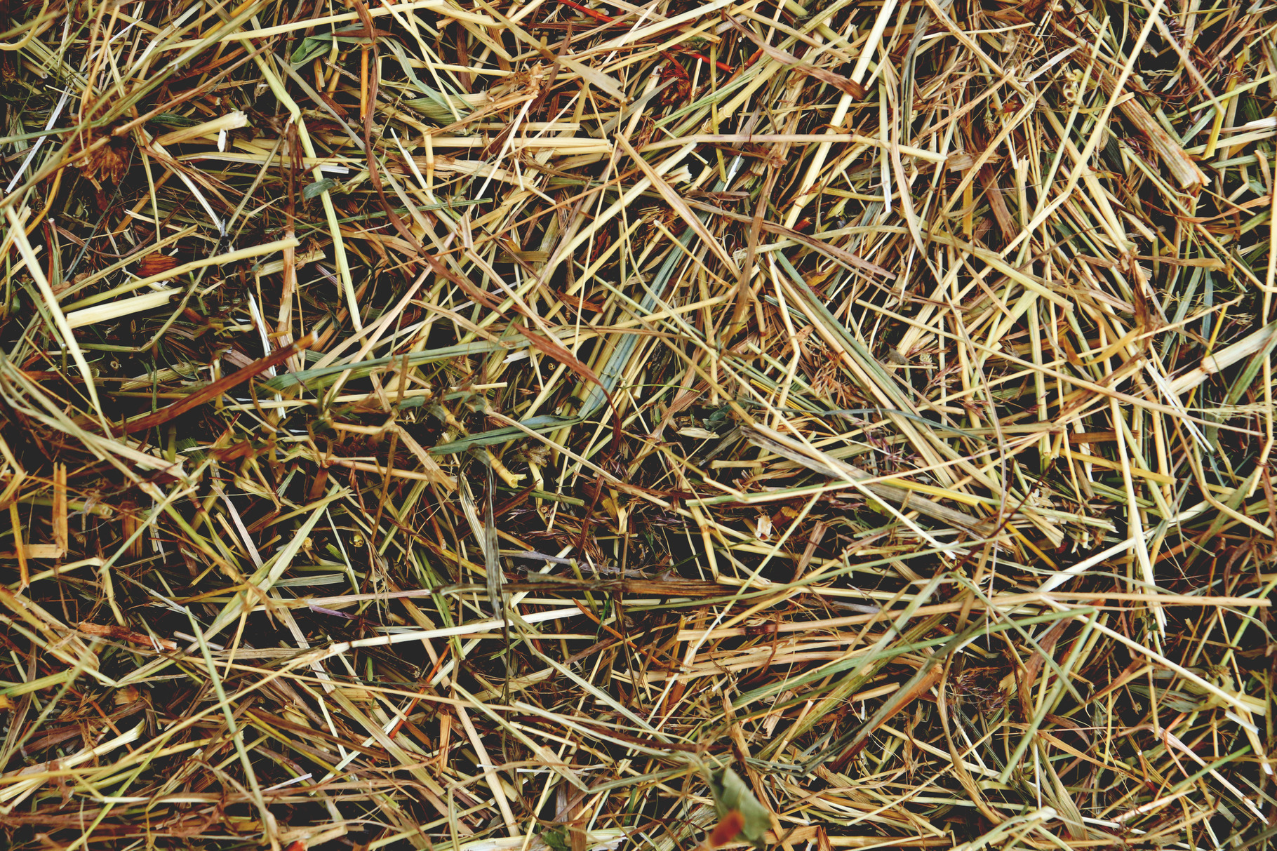 Hay texture. Natural dried grass., a Background Photo by Textures ...