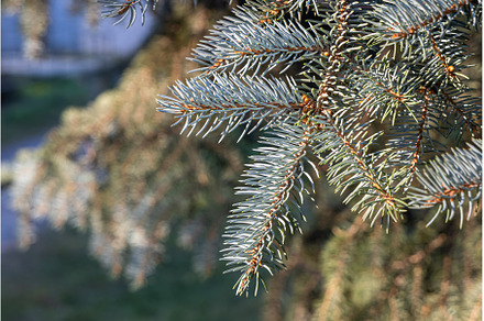 Branch of blue fir tree with is for, a Nature Photo by Illustrations&photos