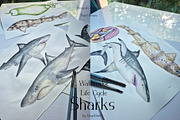 Watercolor Sharks Life Cycle Set, an Education Illustration by MayaNavits (Thumbnail 9 of 9)
