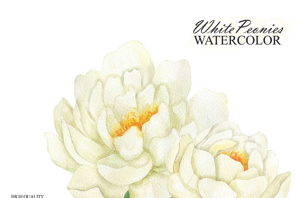 White peonies watercolor clipart, an Illustration by OlDm_Shop (Photo 4 of 10)