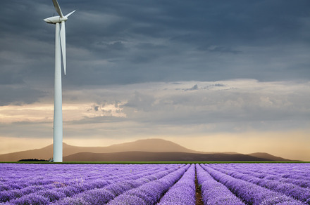 Blooming lavender field and wind tur