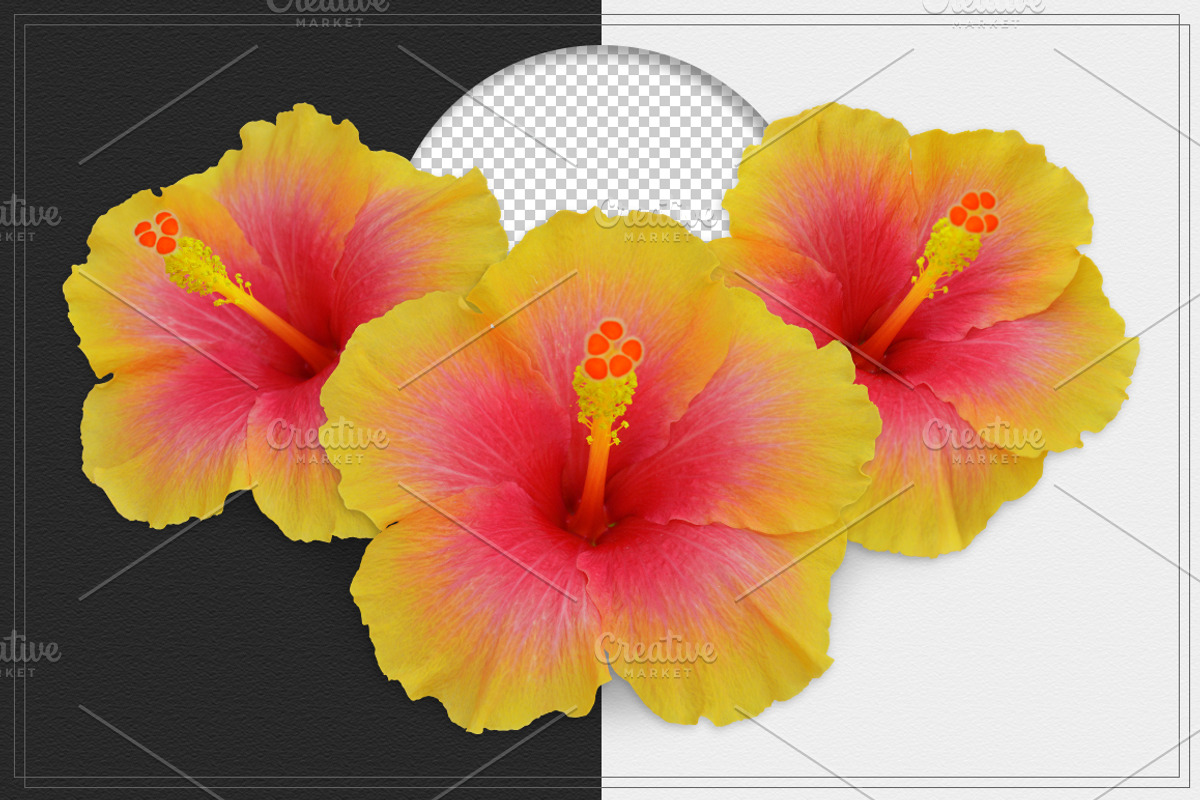 Hibiscus Flower isolated, an Object Graphic by pixelworkz (Photo 1 of 4)