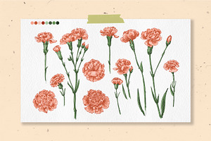 Flowers Arnation. Sketch Vector