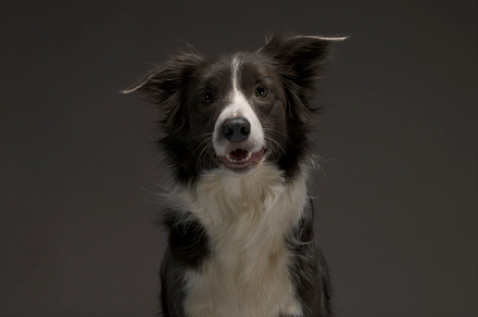 Border collie dog breed on a gray ba stock photo containing dog and animal, an Animal Photo by oleghz