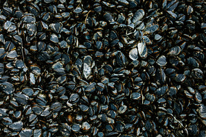 Living Mussel Shells, a Nature Photo by westcoastlife