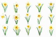 Watercolor Daffodils Clipart, an Illustration by Libby Wishes (Thumbnail 5 of 7)