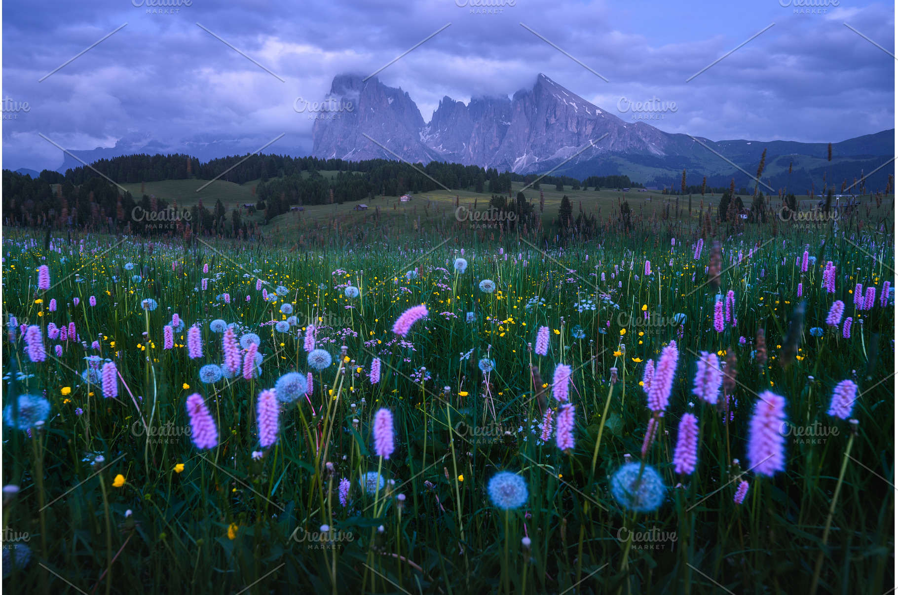 Colorful wildflowers and dandelions, a Nature Photo by den-belitsky