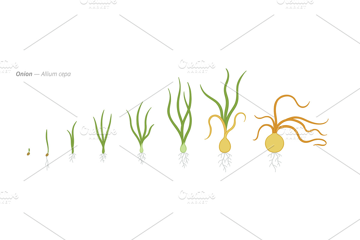 From Seed to Onion Growth Stages, a Food Illustration by Ilia Design