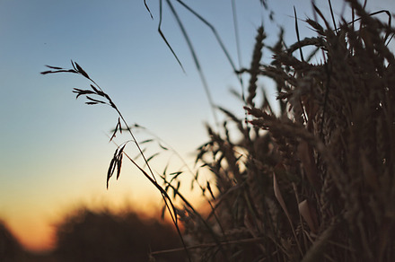 Grass At Sunset preview 6