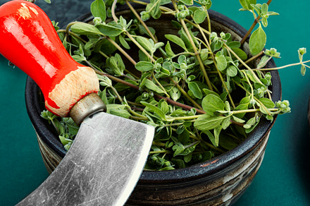 Fresh marjoram and herb knife, a Health & Medical Photo by MLunov MLunov