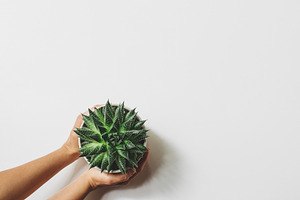 Hands holding succulent, a Business Photo by René Jordaan Photography