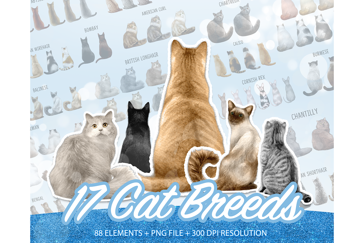 Cat, Cute Cats Clipart PNG, an Animal Illustration by Podcliparts (Photo 1 of 4)
