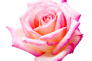 Beautiful pink rose featuring rose, pink, and isolated