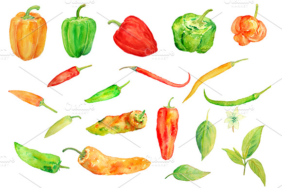 Watercolor Chilli Pepper Collection preview 2