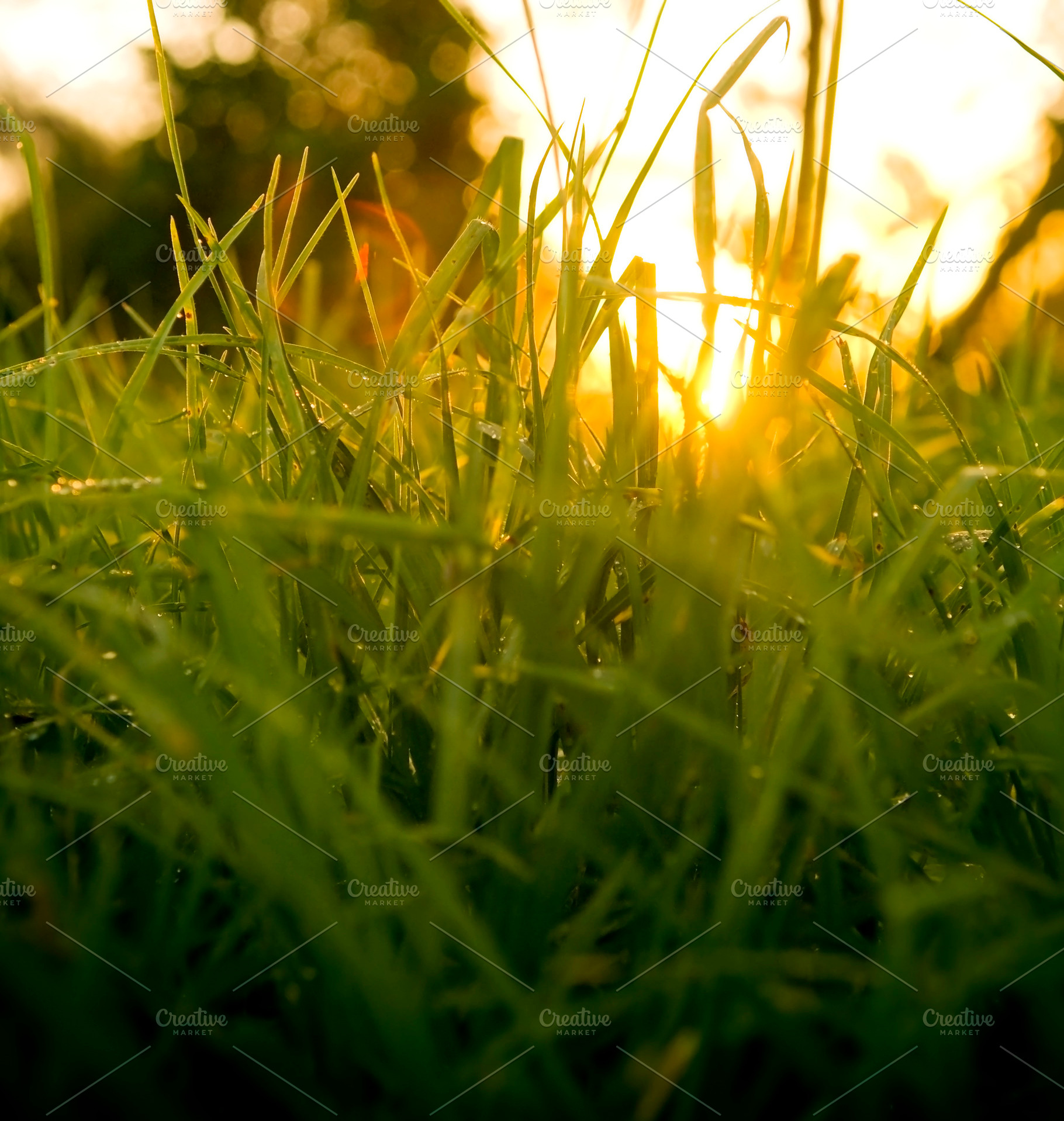 Grass Level Sunrise, a Nature Photo by THP Creative