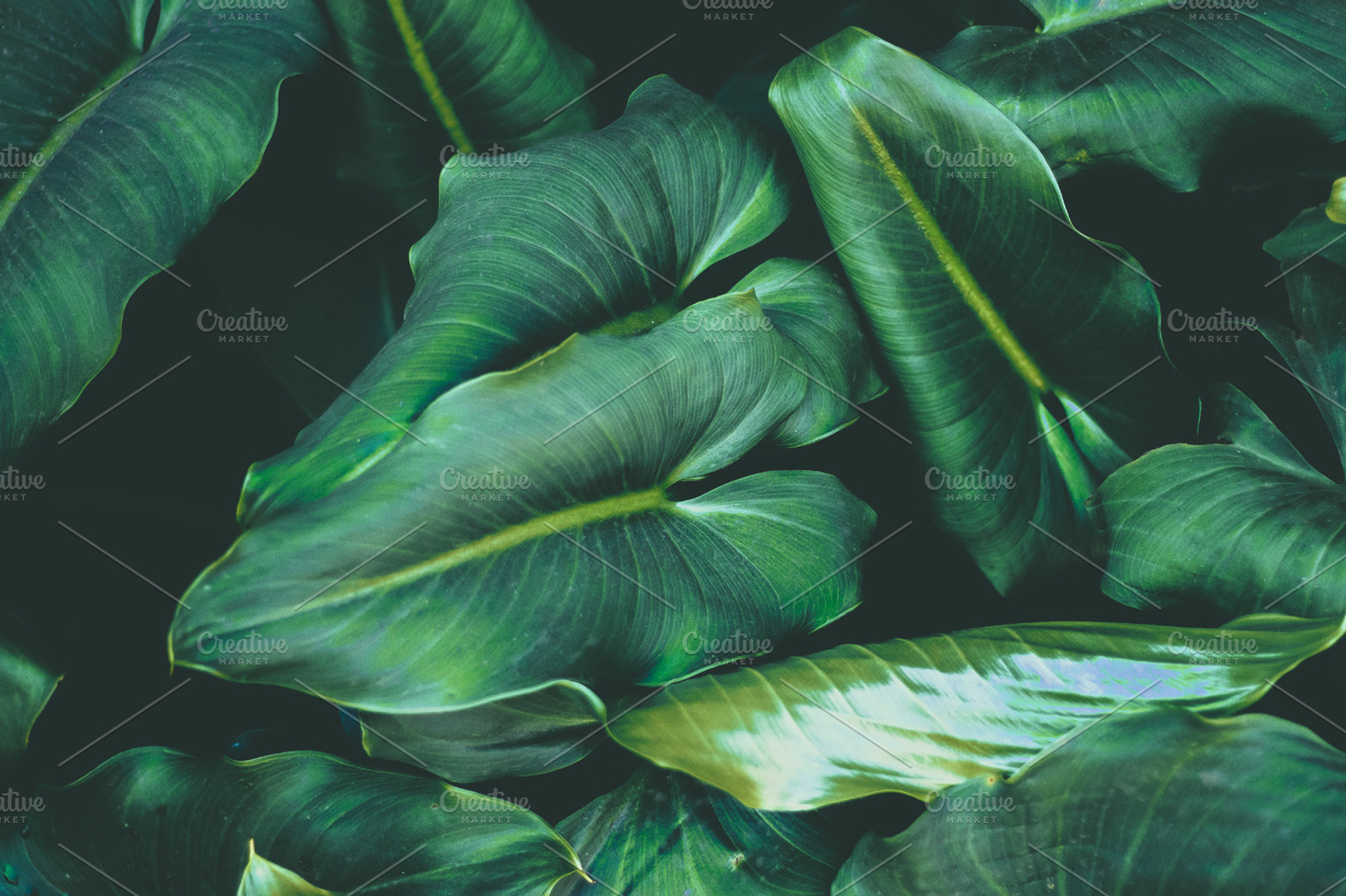 Tropical Arum Lily Leaves Background, a Nature Photo by René Jordaan Photography