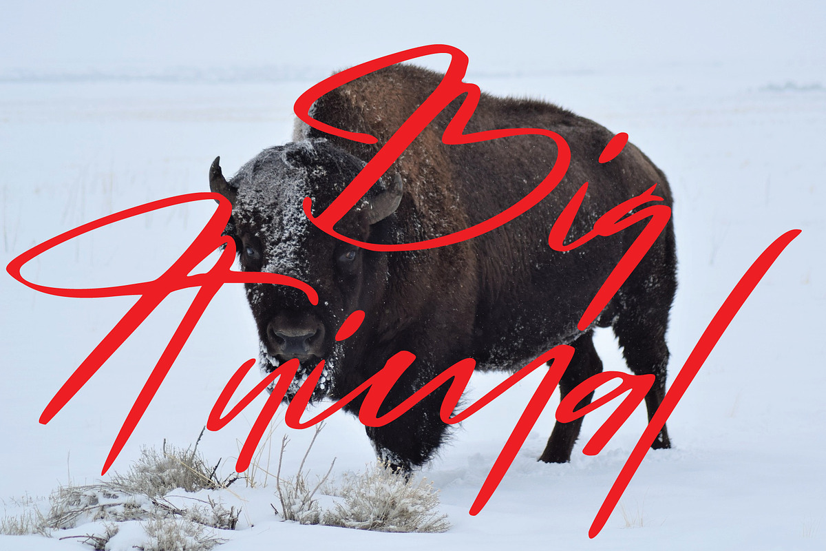 Buffalo font preview 2