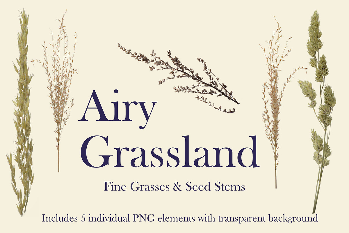 Airy Grassland — Fine Grasses & Seed, an Object Graphic by Aga Silva (Photo 3 of 5)